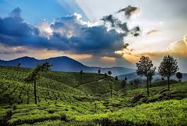 Spend Your Munnar &amp; Thekkady Holidays Via Cochin